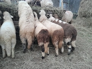 Mieii crescuți in gospodărie proprie 