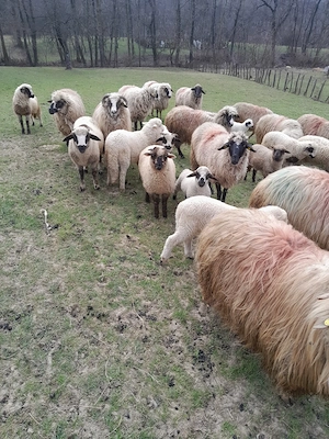 Miei crescuți în gospodărie proprie  - imagine 3