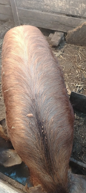 Porc castrat duroc în jur de 90 kg 17 lei în viu   jud Iași Holboca rasa duroc  - imagine 2