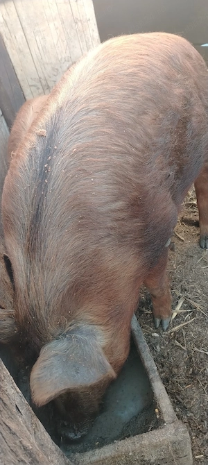 Porc castrat duroc în jur de 90 kg 17 lei în viu   jud Iași Holboca rasa duroc 