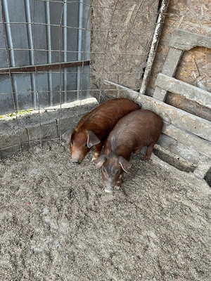 Vând purcei  - imagine 4