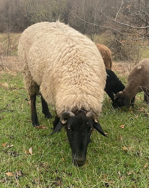 Berbec Suffolk - imagine 2