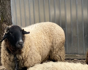 Berbec Suffolk - imagine 3