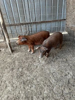 Vând purcei  - imagine 2