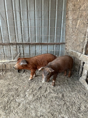 Vând purcei  - imagine 3