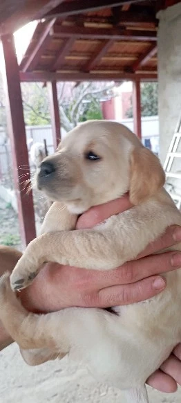 Vand Labrador Retriever 1 luna  - imagine 3