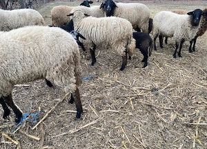 Vand Oi cu miei - imagine 2