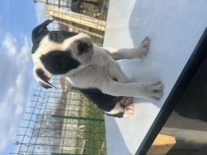 Pui amstaff(Ultimul ramas!!) - imagine 2