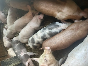 Purcei și porci mari de vânzare  - imagine 4