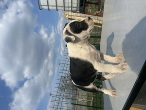 Pui amstaff(Ultimul ramas!!) - imagine 3