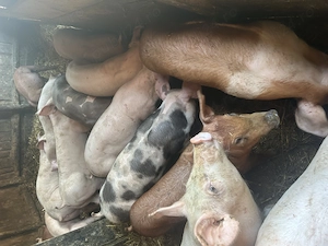 Purcei și porci mari de vânzare  - imagine 2