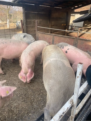 vnd porci  - imagine 3