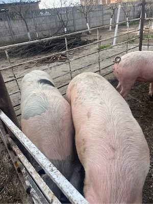 vnd porci  - imagine 2