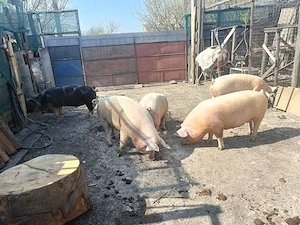 Purcei de 8 săptămâni și porci grași! - imagine 5