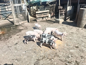 Purcei de 8 săptămâni și porci grași! - imagine 2