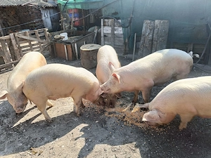 Purcei de 8 săptămâni și porci grași! - imagine 3