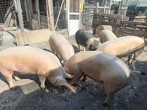Purcei de 8 săptămâni și porci grași! - imagine 4