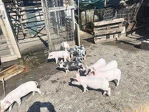 Purcei de 8 săptămâni și porci grași!