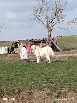 căței Ciobanesc Bucovina  - imagine 4