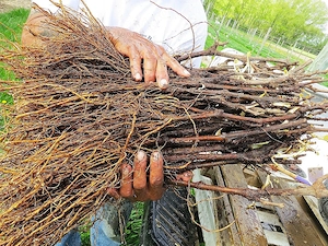 Butași viță de vie altoită și hibrid