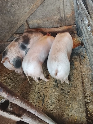 de vanzare  - imagine 3