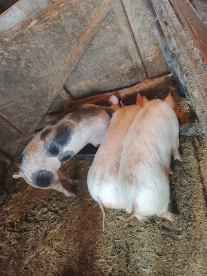 de vanzare  - imagine 2