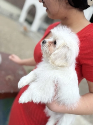 Cățeluși shitzu valabili !!  - imagine 3