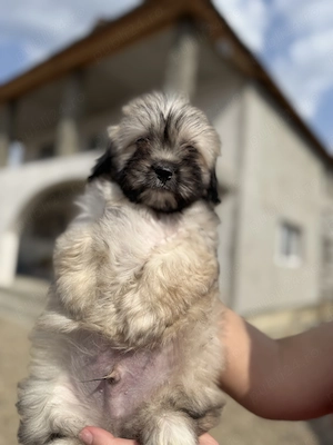 Shitzu cățeluși  - imagine 3