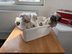 Cățeluși shitzu valabili !!  - imagine 4