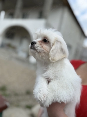 Cățeluși shitzu valabili !!  - imagine 2