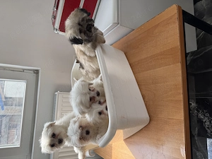 Cățeluși shitzu valabili !!  - imagine 5