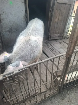 vand scroafa  - imagine 2