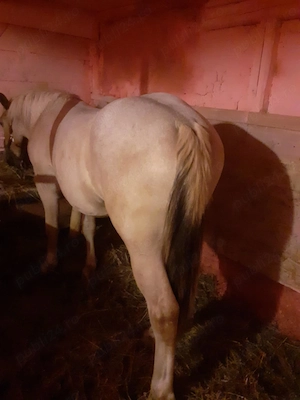 Vând manza cuminte de 1 an și 8 luni invatata la căruță  - imagine 2