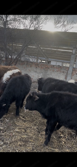 De vânzare 40 de viței,pentru mai multe detalii sunați  - imagine 4