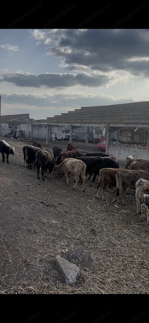 De vânzare 40 de viței,pentru mai multe detalii sunați 