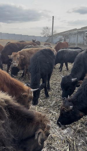 De vânzare 40 de viței,pentru mai multe detalii sunați  - imagine 2