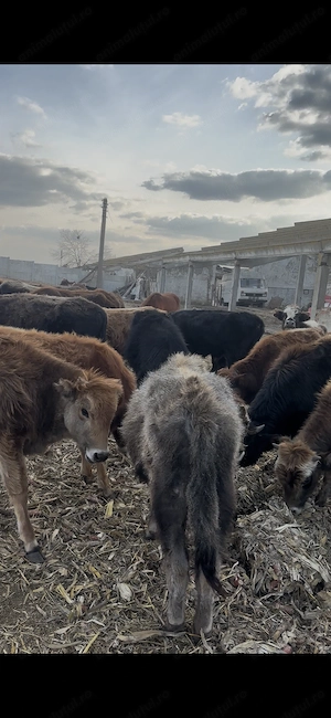 De vânzare 40 de viței,pentru mai multe detalii sunați  - imagine 3