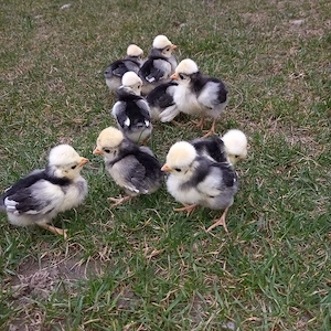 Vând ouă Moțată Olandeză