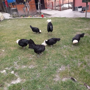 Vând ouă Moțată Olandeză - imagine 4