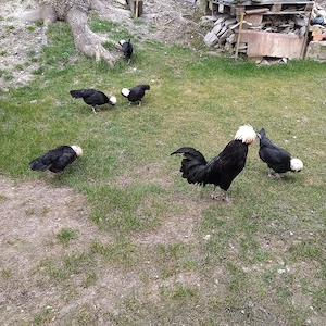 Vând ouă Moțată Olandeză - imagine 2