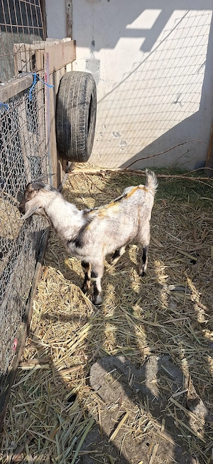 Tapisor Anglonubuan - imagine 4