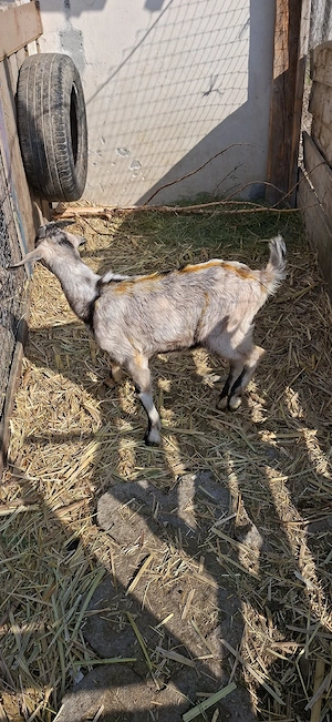 Tapisor Anglonubuan - imagine 3