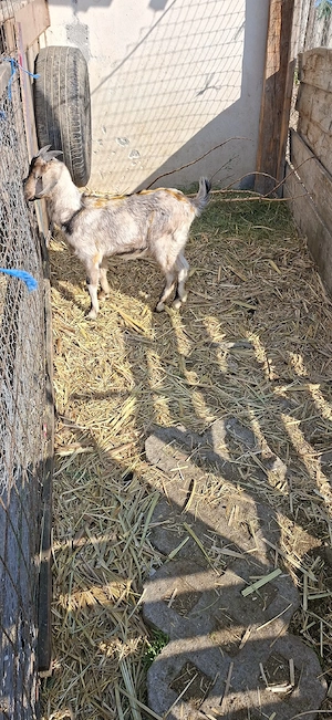 Tapisor Anglonubuan - imagine 2