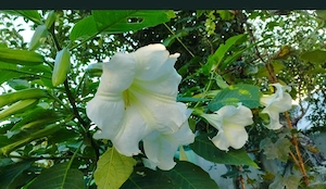 Brugmansia, Trompeta Îngerilor 