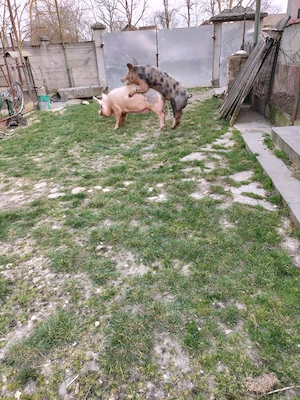 vier pietran - imagine 2