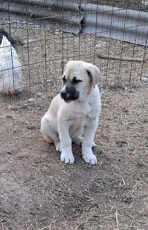 vând catel kangal  - imagine 2