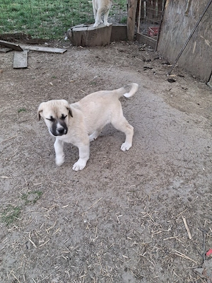 vând catel kangal  - imagine 3