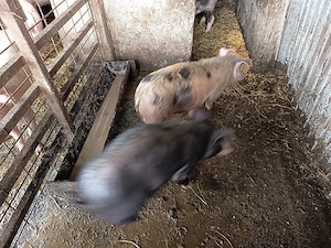 vand grasuni la pachet - imagine 2