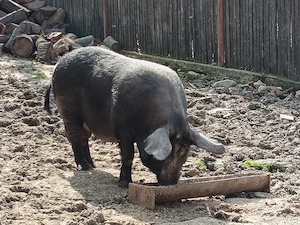 Vand porc de sacrificat . - imagine 2