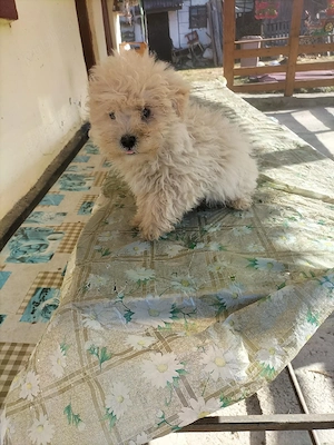 pui bichon